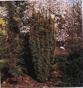 Ein Bild, das Baum, drauen, Pflanze, Wald enthlt.

Automatisch generierte Beschreibung